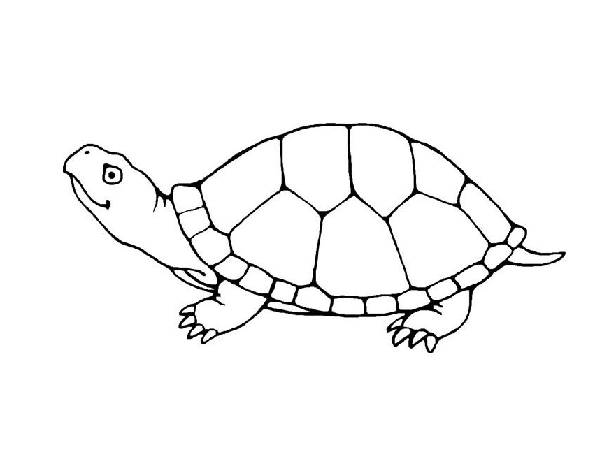 Ausmalbilder Baby Schildkröte