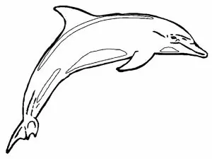 Ausmalbilder Delfin Kostenlos