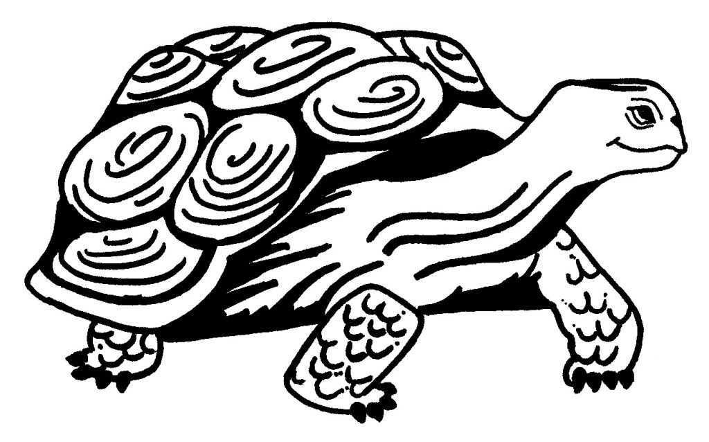 Ausmalbilder Erwachsene Schildkröte