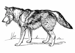 Ausmalbilder Erwachsene Wolf