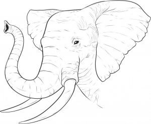 Ausmalbilder Für Erwachsene Elefant
