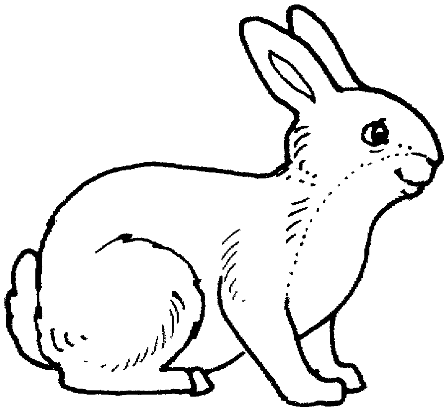 Ausmalbilder Für Erwachsene Kaninchen