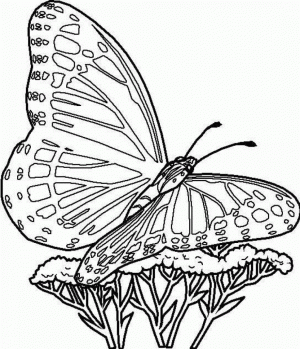 Ausmalbilder Für Erwachsene Schmetterling