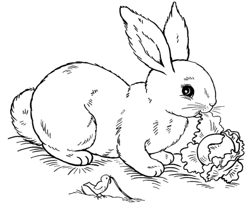 Ausmalbilder Kaninchen