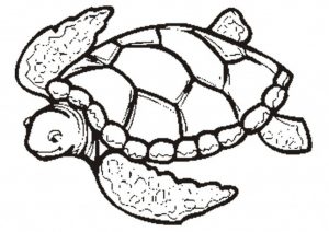 Ausmalbilder Mandala Schildkröte