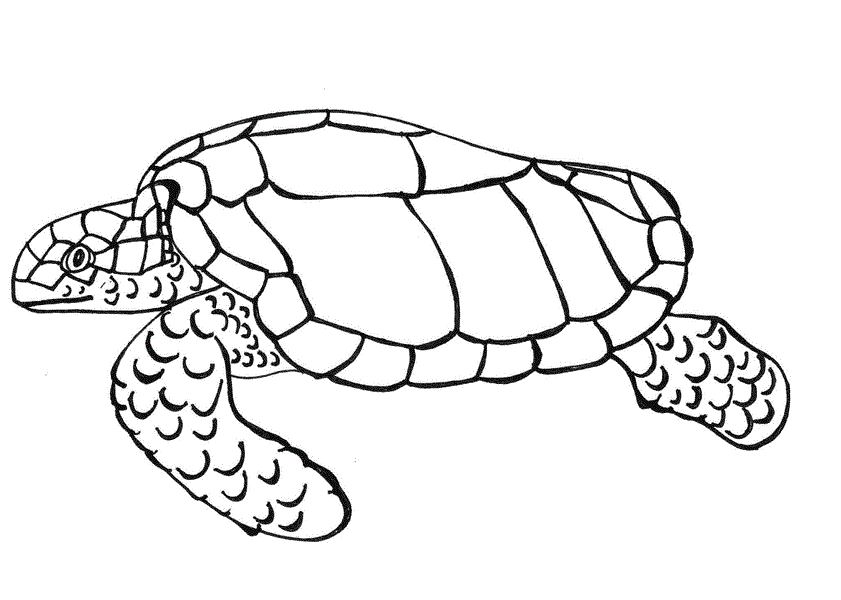 Turtle Vorlagen Pdf Für Kinder