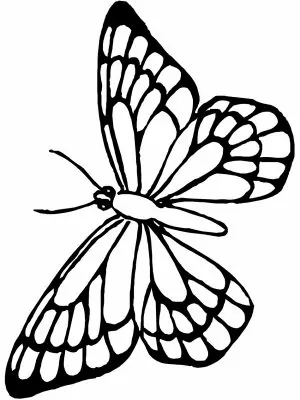 Ausmalbilder Schwer Schmetterling