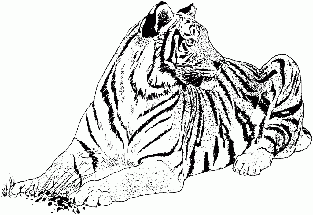 Ausmalbilder Tiere Tiger