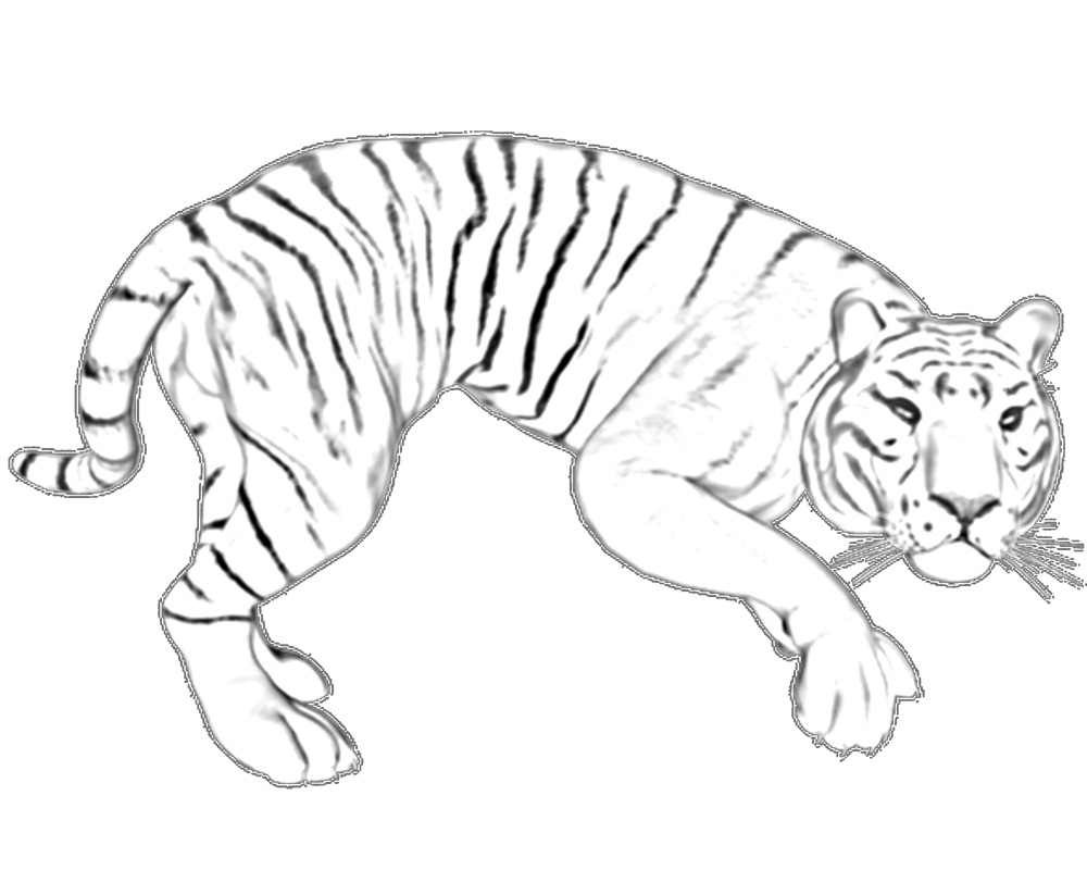 Ausmalbilder Zum Ausdrucken Tiger