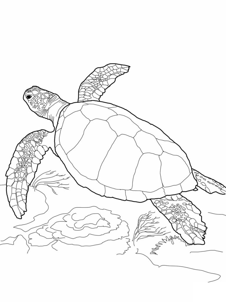 Sammy Schildkröte Ausmalbilder