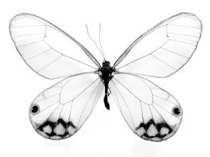 Schmetterling Ausmalbilder Malvorlagen