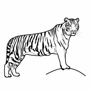 Tiger Ausmalbilder Kostenlos Zum Ausdrucken