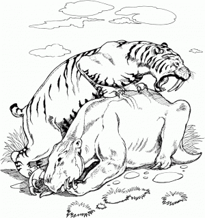 Tiger Und Bär Ausmalbilder