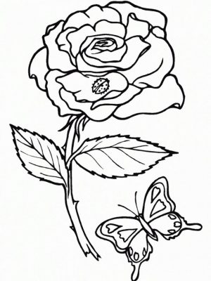 Ausmalbilder Für Erwachsene Rosen
