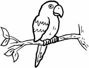 Ausmalbilder Tiere Papagei
