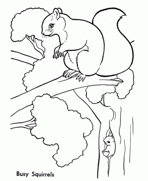 Eichhörnchen Ausmalbilder Gratis