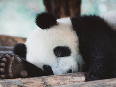Ausmalbilder Panda PDF zum Ausdrucken